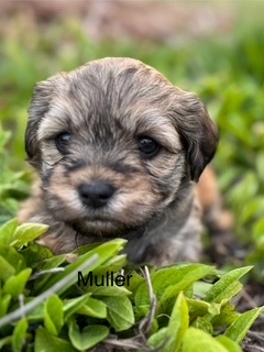 Navn: Muller Race: Bichon Havanais Født: 07.03.2025 Rejseklar: 02.05.2025 Mor: Gurli Far: Lui Ameé Hava Dreams Ditlev Pris 16.000